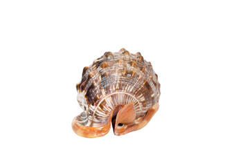 Seashell in close-up isolated on a white background