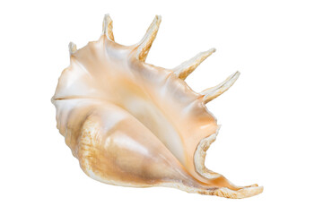 Marine, large shell isolated on a white background