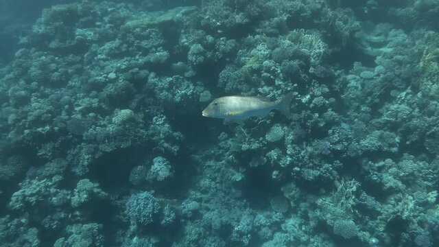 Yellowlip Emperor -  Lethrinus xanthochilus swims near coral reef
