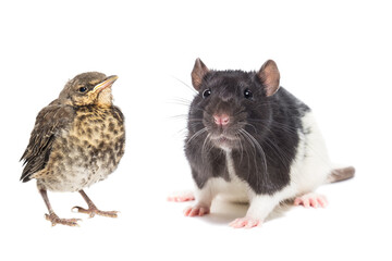 A rat and a thrush chick isolated on a white background