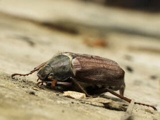 May beetle on an old trunk.
