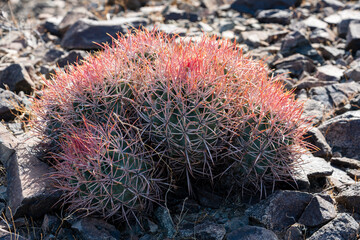 Desert Barrel Cactus photos taken near Baker CA in the Mojave Desert