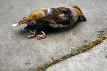 martwy ptak  rudzik na  kamieniu
