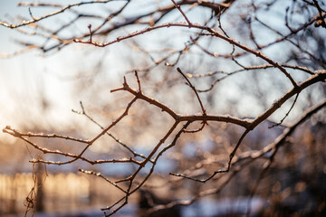 Fototapeta na wymiar Naked leafless tree branches covered with frost and snow winter background