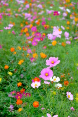 小泉稲荷神社のコスモス畑