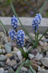 Spring blooming grape hyacinth, scientific name Muscari pallens