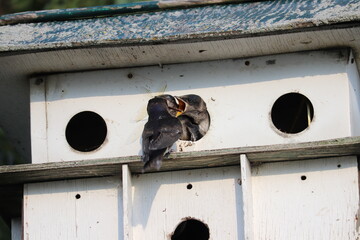 Purple Martin Feeding chicks