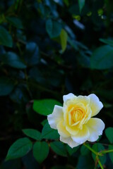 横浜イングリッシュガーデンの秋薔薇