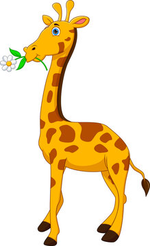 cartoon cute giraffe on white background