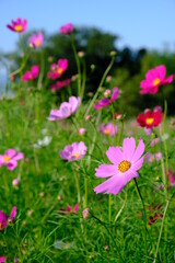 秋の鼻高展望花の丘の花々