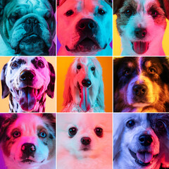 Set of close-up dog's faces looking at camera on multicolored studio background in neon light