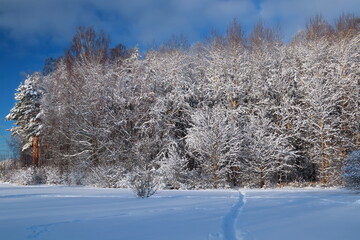 winter landscape with trees