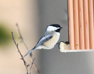  black capped chickadee at the bird feeder