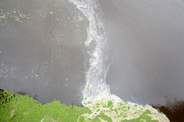algae and pollution on a lake with growing