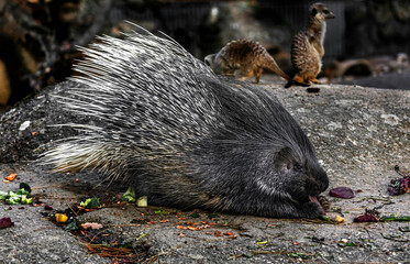 Porcupine eats beet in its enclosure. Latin name - Hystrix cristata