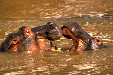 Hippopotame, Hippopotamus Amphibius dans l'eau Afrique Kenya