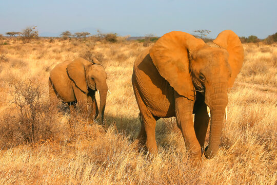 Famille Eléphants et éléphanteaux d'Afrique Loxodonta africana Samburu Kenya