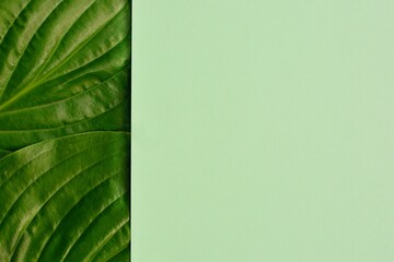 Border with fresh green leaves and light green background  with space for text.