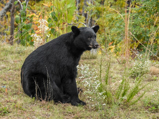 Black bear in Gatlinburg, Tennessee
