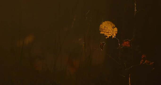 Forest landscape. Autumn forest. Falling leaves. Tree closeup.