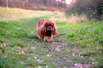 A Cavalier King Charles Spaniel runs across the meadow