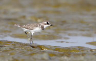 Lesser sand plover. lesser sand plover is a small wader in the plover family of birds.