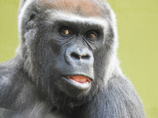 Obraz premium Gorilla at the Knoxville zoo in Tennessee