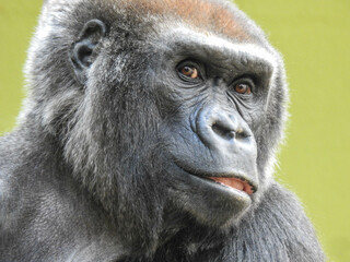 Fototapeta premium Gorilla at the Knoxville zoo in Tennessee