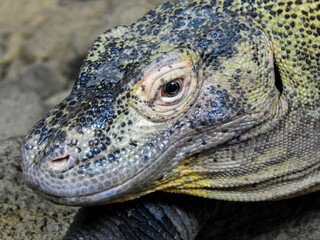 San esteban chuckwalla at a zoo in Sevierville, Tennessee