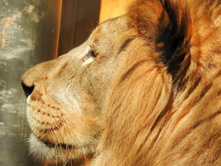 Lion at the Knoxville zoo in Tennessee - obrazy, fototapety, plakaty