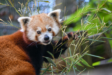 Red panda in the Knoxville Zoo in Tennessee - obrazy, fototapety, plakaty