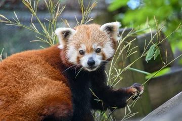 Foto op Plexiglas Red panda in the Knoxville Zoo in Tennessee © Lisa