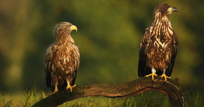 White tailed eagle (Haliaeetus albicilla)