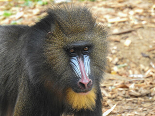 The face of a male Mandrill in a zoo
