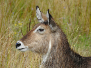 Waterbuck from sub Sahara Africa