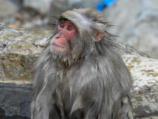 Wet Japanese snow monkey 