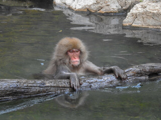 Japanese snow monkey having a soak