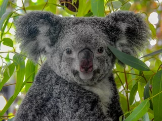 Schilderijen op glas Koala eating eucalyptus leaves in Australia  © Lisa