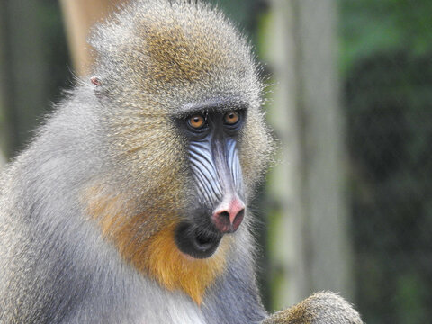 Surprised look on the face of a young 
Mandrill in a zoo