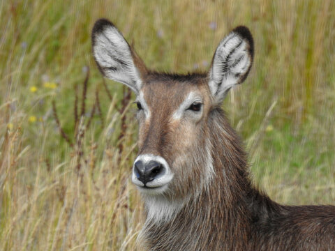 Waterbuck From Sub Sahara Africa