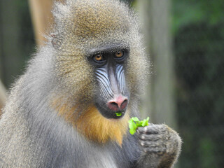 Young mandrill tasting green leaves