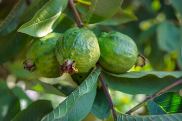 Green guava fruits hanging on a tree branch, selective focus