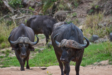 Obraz premium Herd of african cape buffalo standing in the bush