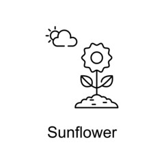 Sunflower vector outline icon for web design isolated on white background