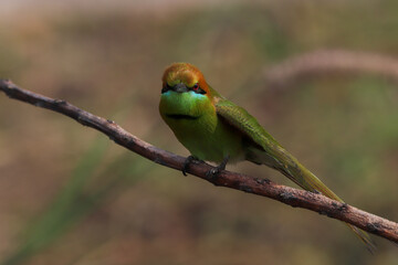 green backed kingfisher