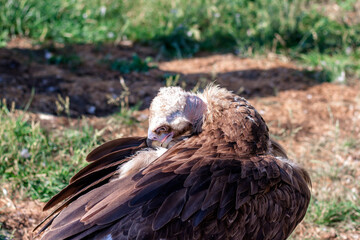 Griffon Vulture, Gyps fulvus cleans feathers. Portrait. Africa, wild world. On a black background