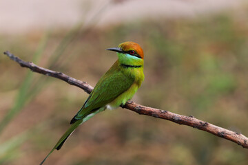 bee eater bird