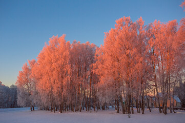 Cold winter morning with red sunlight and frost cover on the trees, extremely cold winter conditions