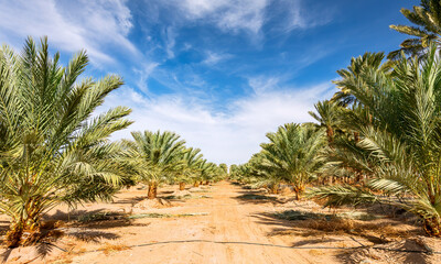 Fototapeta na wymiar Plantation of young trees date palms intended for healthy food production. Agriculture of dates is rapidly developing industry in desert areas of the Middle East