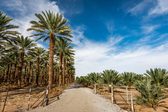 Countryside gravel road among old and young trees of plantations of date palms, desert agriculture industry in the Middle East

